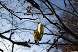 A close-up of tree branches, with a single autumn leaf hanging on as it turns yellow.