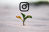 Plant growing. Instagram icon hovering over it