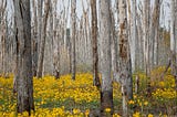 Vertical dead tree stumps across the swamp in Blackwell, Arkansas. The forest floor below the swamp is carpeted with yellow wild flowers.