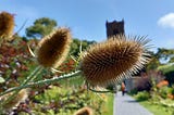 Teasel heads and footpath. Life throws spikes in your path. Keep walking. Photo: Clare O’Beara.