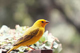 Children. Contemporary canaries in the coal mine?