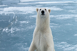 Solo Frente a un Gigantesco Oso Polar