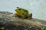 Kermit KMP Logging 1.0
