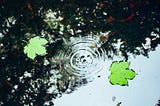 Concentric ripples on a pond showing interaction with the surface of the water.