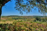 The Quiet Corner of Cannock Chase that Is Forever Germany