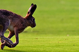 The Hare