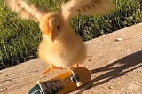 Baby chicken appearing to attempt a kickflip