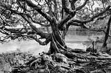 Photo of a tree in Myall Lakes National Park, NSW, Australia.