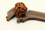 3 Mukhi Nepali Rudraksha Bead