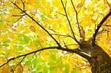 The top of a walnut tree with yellowing leaves