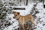 Beige dog with a red collar, walking along a snowy path.