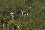 How to Engage in Recovery of Painted Storks Population that is Near Threatened to Extinction?