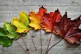 6 leaves lay together in a line varying in colour from green through to yellow, orange and then red.