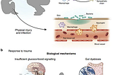 The Silent Toll of Trauma: A Psychoneuroimmunological Perspective