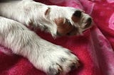 Yes, We Did Get A Dog!