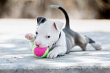 How Soon Should You Start Training with Your New Pup?