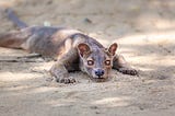 Weird and Wonderful: The Fossa (Cryptoprocta ferox)