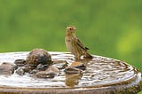 a bird perched on a bird bath