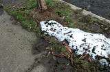 Last bit of dirty snow in the parking between the sidewalk and the curb.