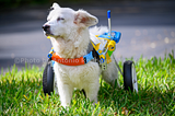 Lessons From My Disabled Dog