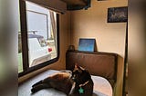 Which Setup Is Best for Traveling With Cats?
