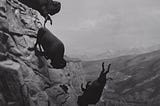 In Retrospect: David Wojnarowicz’ buffalo photograph