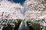 Tokyo‘s Must-See Cherry Blossom Spots