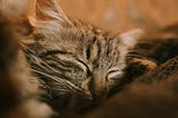 Cat Purring: Do you know the intriguing reasons behind it?