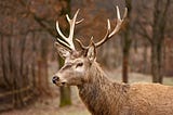 Image of a deer in the forest, looking sideways from the camera