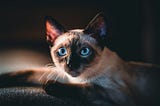 A Curious Siamese Cat. Photo by Felix Mittermeier on Unsplash