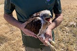 Taking to the sky with hawk 264292