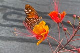 The Monarch Butterfly effect
