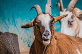 The Fainting Goat Offense Lawsuit