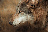 What Is so Attractive About Shapeshifters?