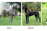 Images depicting the various colors of Great Danes