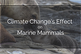 Climate Change’s Effect on Marine Mammals