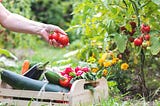Many herbs and vegetables make excellent companion plants for tomatoes.