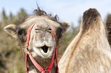 How Al Jazeera’s Surprised Camels Became Advertising Superstars! 🐫🤣✨