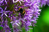 An orange and black-striped bee taking pollen and nectar from purple star-shaped flowers
