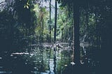 Rewilding your attention