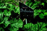 Color photo of a lush, growing rhubarb crop. A black place marker reads; Rhabarber.