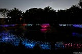 Bruce Munro lights up the nights at Pinecrest Gardens
