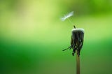 A close-up of a single dandelion seed attached to the remaining stem of a dandelion, with a blurred green background.