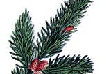 Story 2: The Last Evergreen