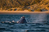 Conservación crítica, las ballenas Francas Australes