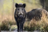 An update on feral pig laws and regulations in Texas