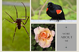 From Fame, Flowers and Fashion to Spiders, Sounds and Sitcoms