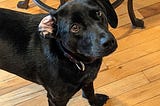 A young dog with beseeching brown eyes and short dark fur looks up at the reader. He is standing on a hardwood floor with a chair just visible behind him.