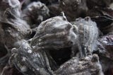 What is ‘Black Fungus’, the deadly rare fungal infection in India.