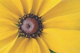 Close-up from bright gold Black-eyed Susan